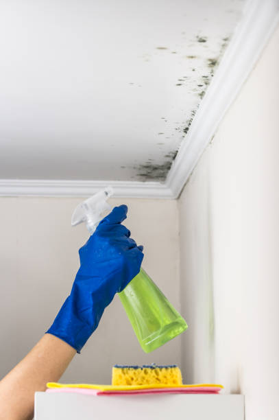Crawl Space Mold Removal in Mayfield Heights, OH